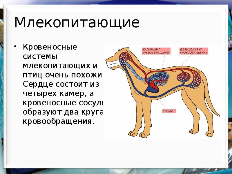 Проект на тему млекопитающие 7 класс биология