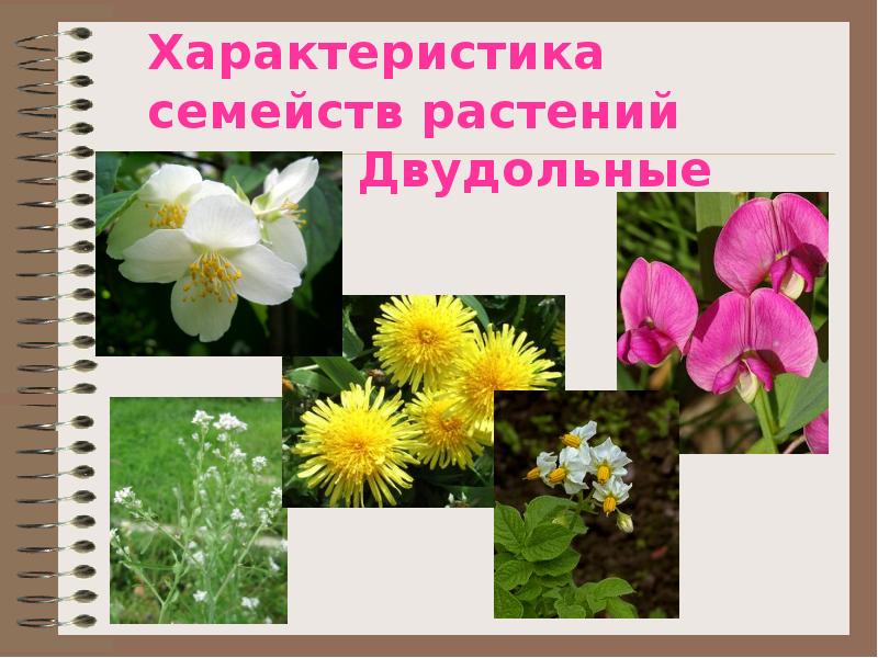 Характеристика семейств растений класса Двудольные