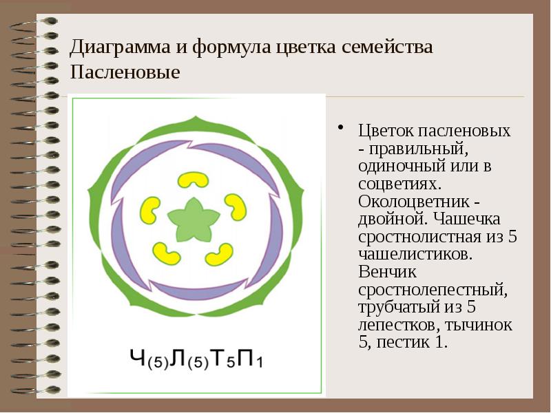Диаграмма и формула цветка семейства Пасленовые
