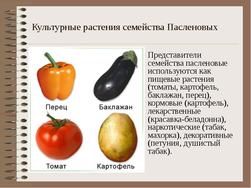 Культурные растения семейства Пасленовых