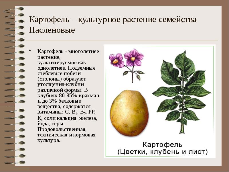 Картофель – культурное растение семейства Пасленовые Картофель - многолетнее растение, культивируемое