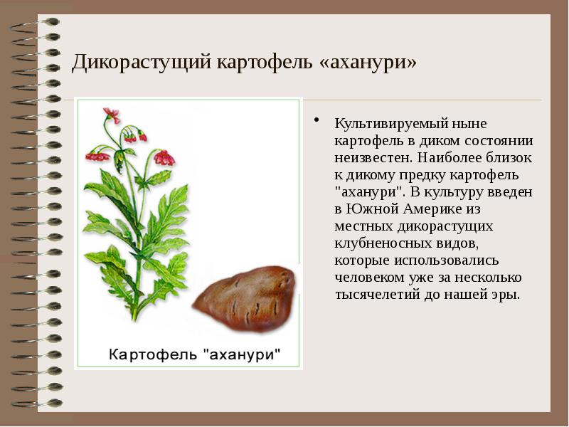 Предок картофеля. Дикий предок картофеля. Дикорастущий предок картофеля. Культурные растения картошка. Растение и его дикорастущий предок.