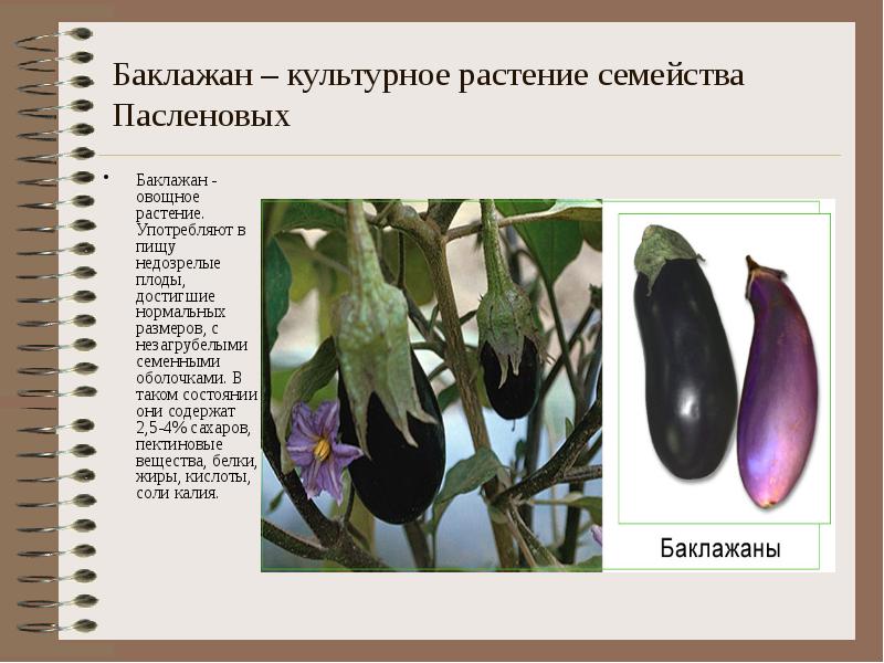 Баклажан – культурное растение семейства Пасленовых Баклажан - овощное растение. Употребляют