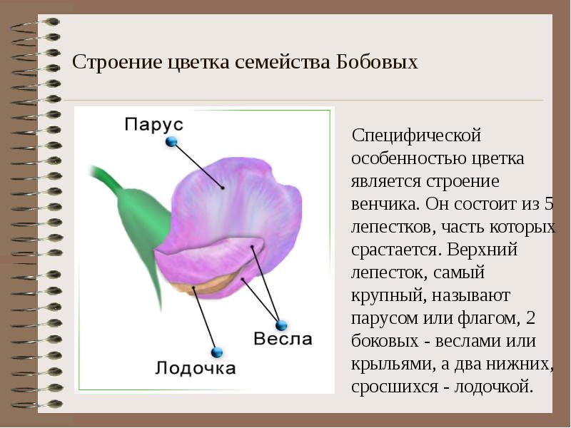 Особенность семейства бобовых