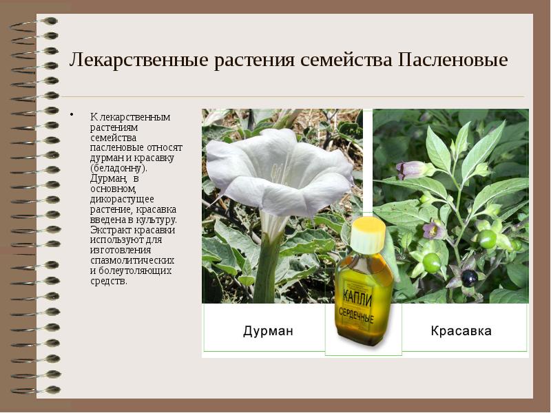 Лекарственные растения семейства Пасленовые К лекарственным растениям семейства пасленовые относят дурман
