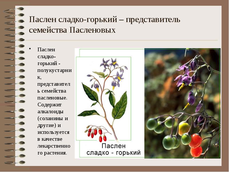 Паслен сладко-горький – представитель семейства Пасленовых Паслен сладко-горький - полукустарник, представитель