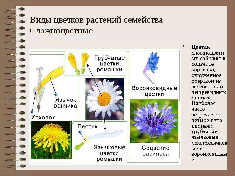 Семейства цветковых растений презентация