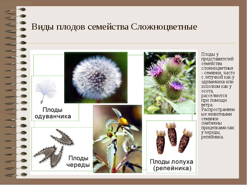 Виды плодов семейства Сложноцветные