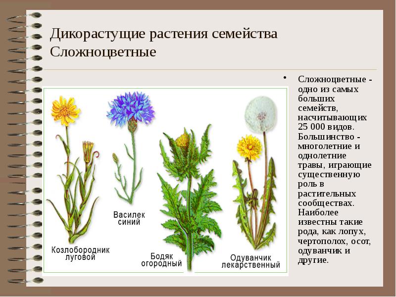 Диаграммы семейств растений