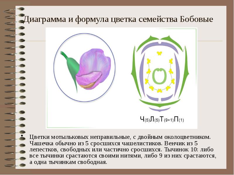 Что показывают диаграмма и формула цветка