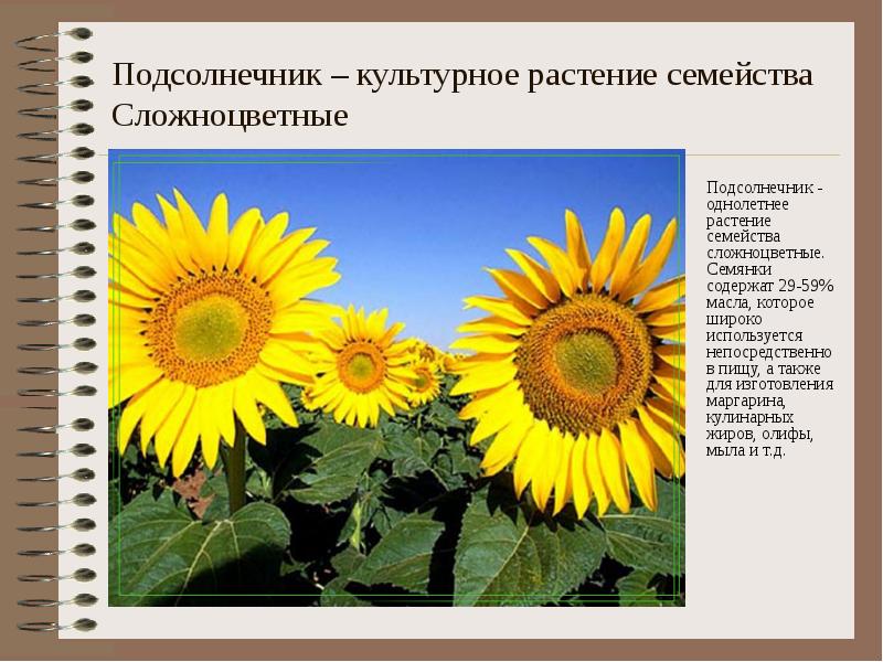 Подсолнечник – культурное растение семейства Сложноцветные