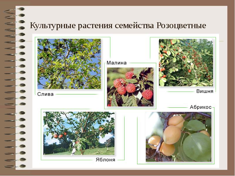Культурные растения семейства Розоцветные