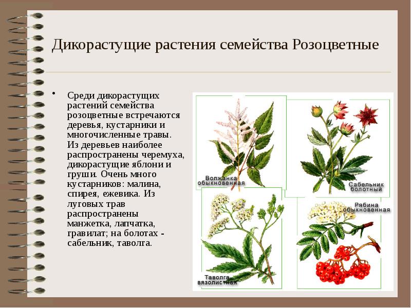 Дикорастущие растения семейства Розоцветные Среди дикорастущих растений семейства розоцветные встречаются деревья,