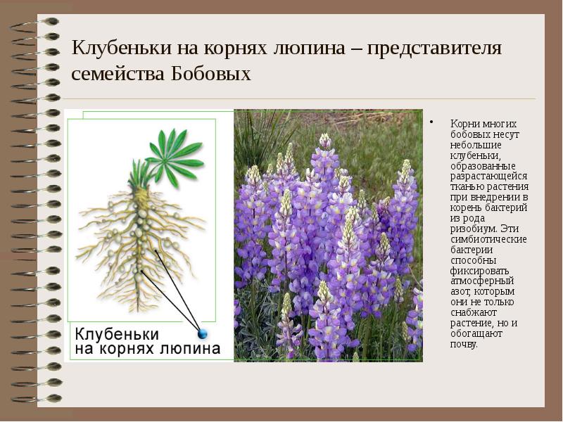 Клубеньки на корнях люпина – представителя семейства Бобовых