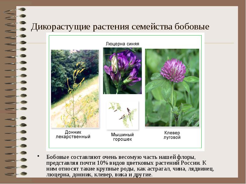 Дикорастущие растения семейства бобовые