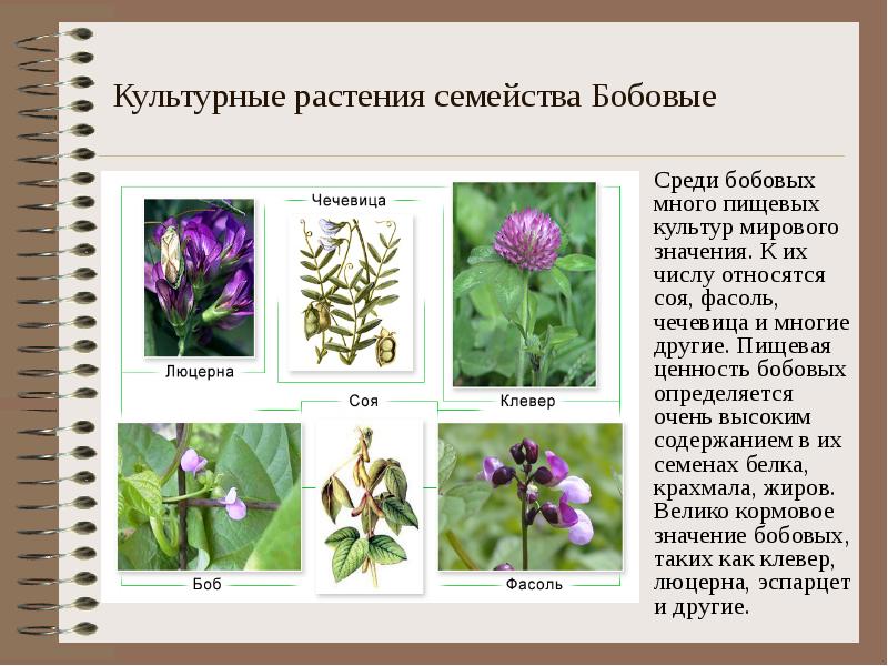 Культурные растения семейства Бобовые