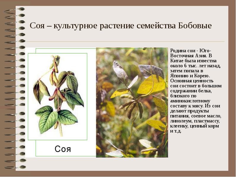 Соя проект по биологии