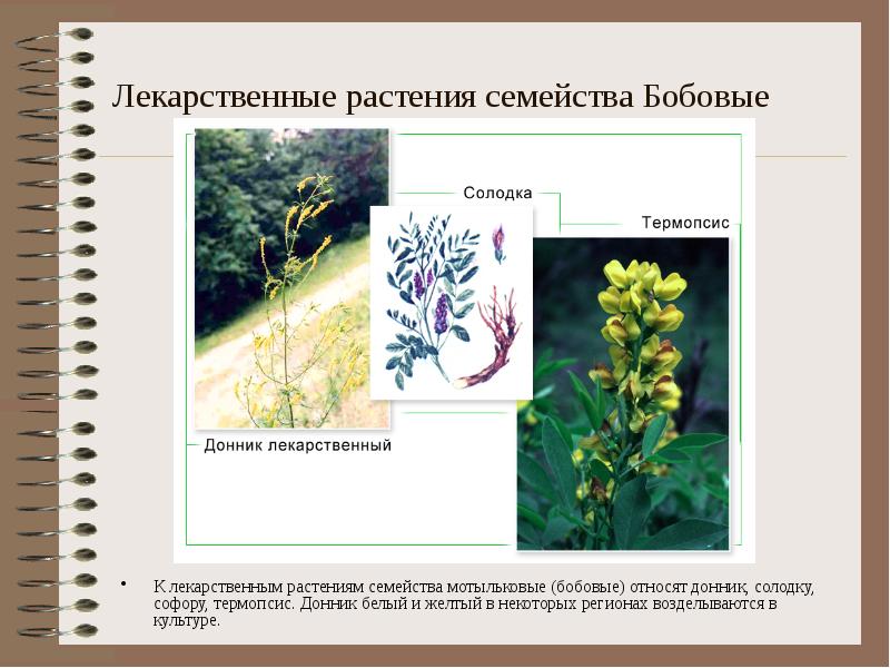 Лекарственные растения семейства Бобовые К лекарственным растениям семейства мотыльковые (бобовые) относят