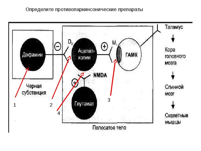 Противопаркинсонические средства презентация