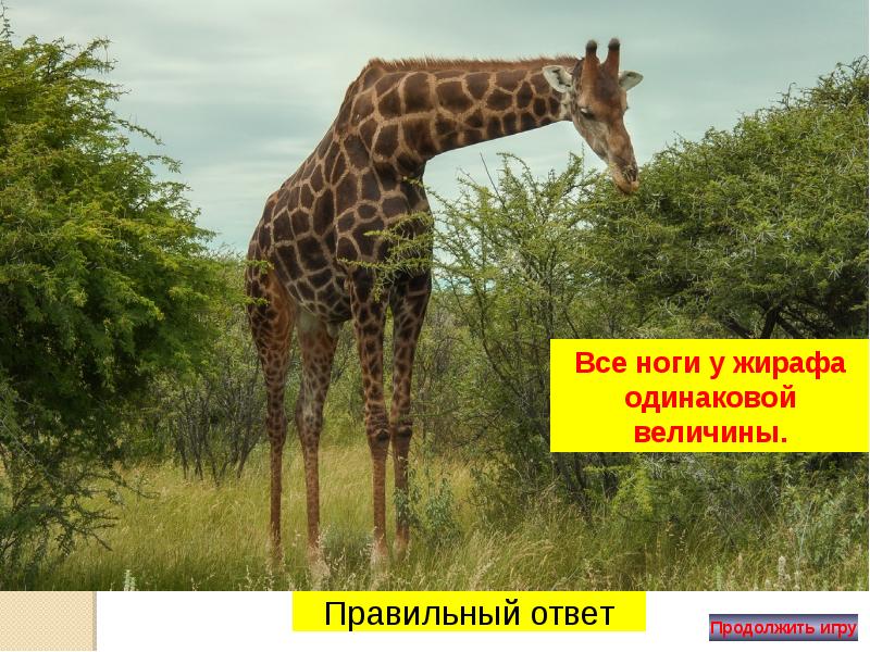 жирафы 2 класс. у жирафа передние ноги длиннее задних. длинные передние ноги жирафа —. какие ноги жирафа длиннее ответ. какие ноги у жирафа длиннее.