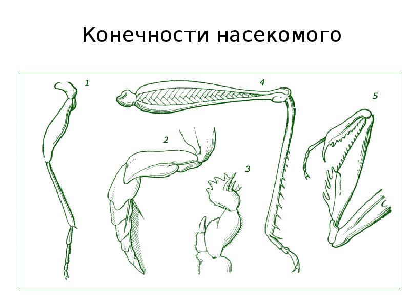 В каких средах по вашему мнению обитают насекомые ножки которых изображены на рисунке