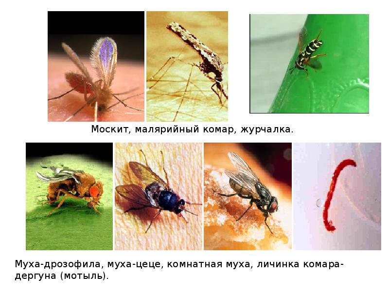 Сколько живут комары обыкновенные. Размножение комаров. Комары размножение. Как появляются комары. Появление комара.
