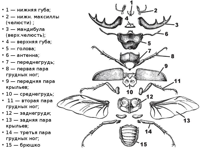 Рисунок насекомого 7 класс