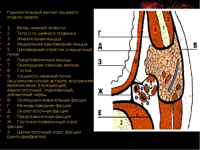 Пространство лица. Клетчаточное пространство головы анатомия. Фасции головы. Клетчаточные пространства головы. Клетчаточное пространство лицевого отдела головы. Окологлоточное клетчаточное пространство шеи.