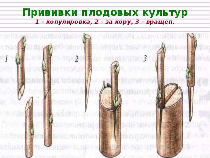 Примеры плодовых культур которые можно привить
