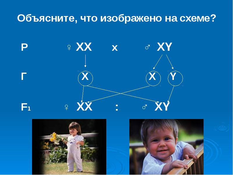 Генетика пола презентация 10 класс