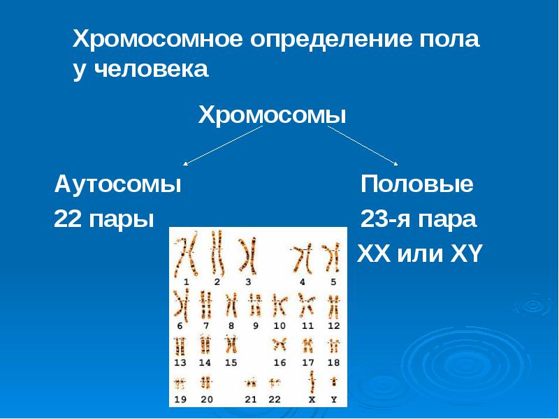 Определение хромосом в кариотипе