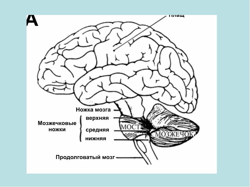 Мозг нейрофизиология счастья. Ножка моста мозга. Мост и ножки мозга. Ножки мозга. Нейрофизиология.