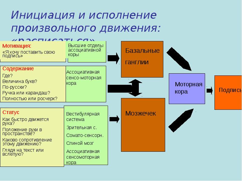 Цикл лекций. Организация произвольных движений. Этапы выполнения произвольного движения. Уровни организации произвольного движения.