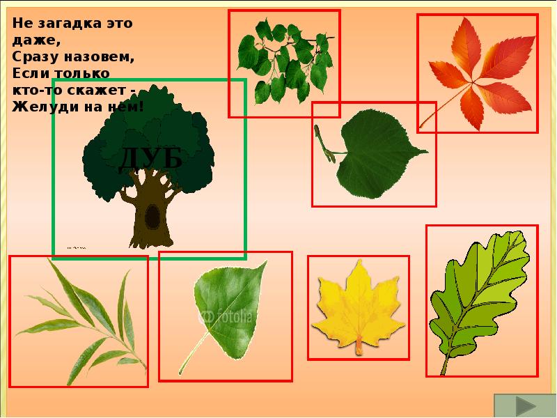 Назови одновременно. Презентация с какого дерева лист для дошкольников. Царство деревьев презентация для дошкольников. Классификация деревьев презентация для дошкольников старшая. Игра какое дерево лист потерял.