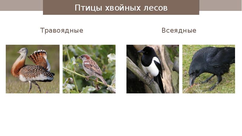 Презентация на тему растительноядные птицы