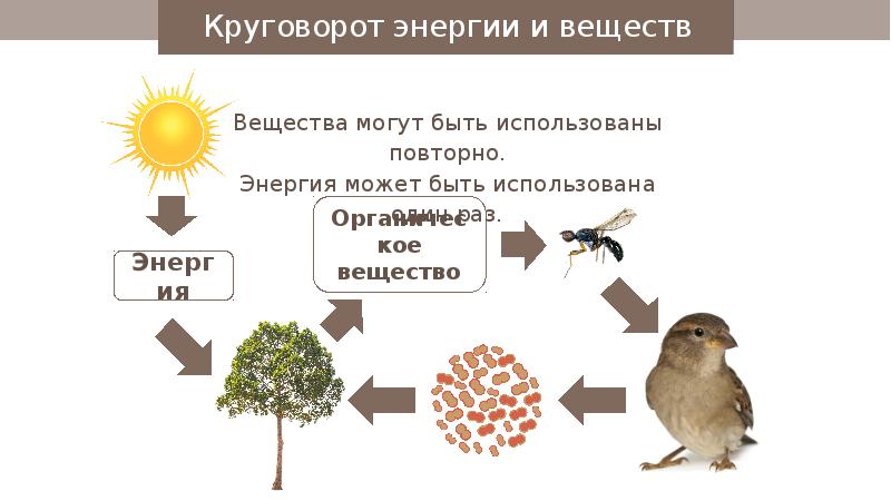 Схема круговорота веществ в природе 5 класс биология в которой участвует некрупная птица