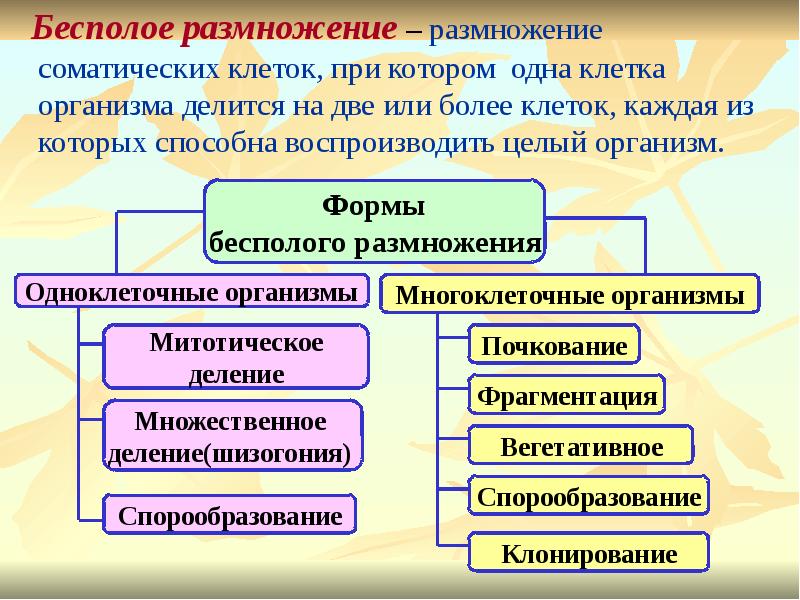 Размножение бесполое и полое презентация