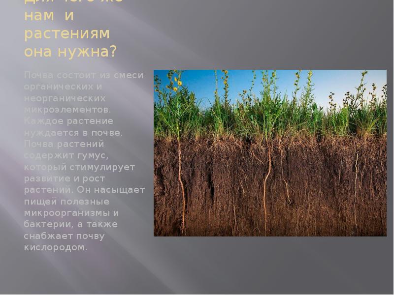 Влияния почв на растительность. Растительность почвы. Почва слайд. Грунт почвенный для растений. Почвенные условия для растений.