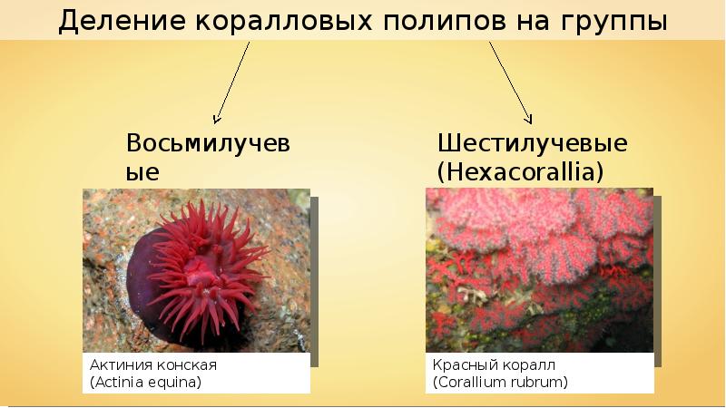 Морские кишечнополостные презентация