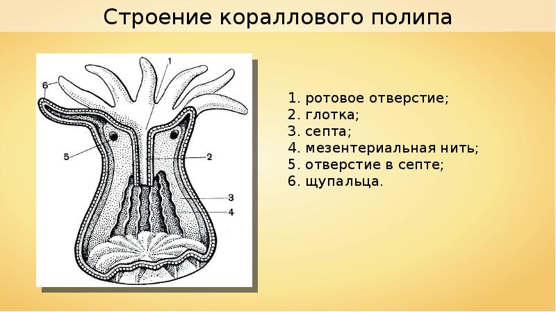 Строение стенки полипа