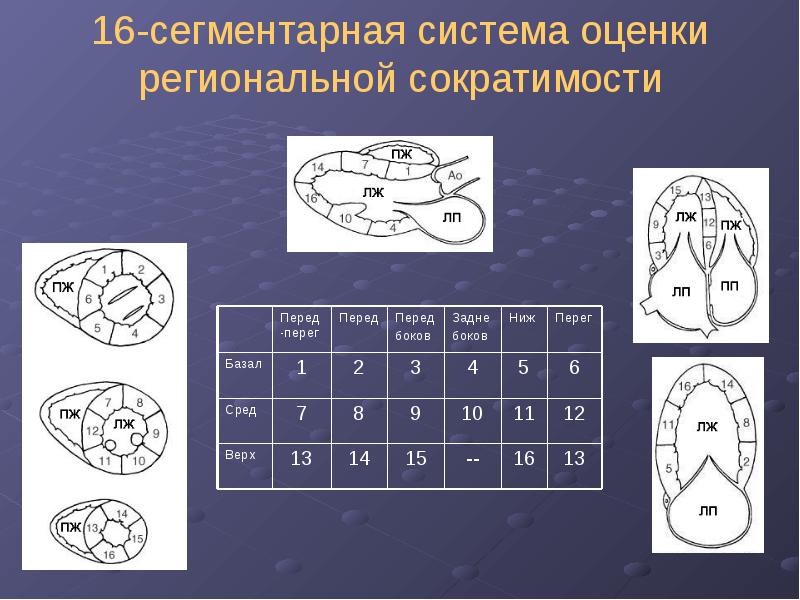 Индексы сократимости. Систолическая функция. Сегментарное строение сердца Эхо. Модулятор сердечной сократимости. Систолические алгоритмы.