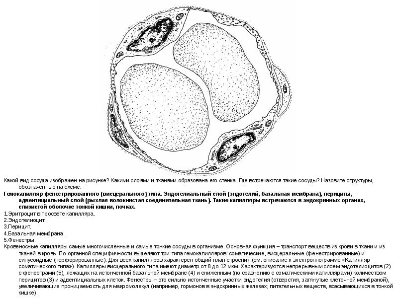 Как называются структуры изображенные на рисунке. Строение и типы гемокапилляров. Строение гемокапилляров. Проницаемость гемокапилляров схема. Схема ультрамикроскопического строения трех типов гемокапилляров.