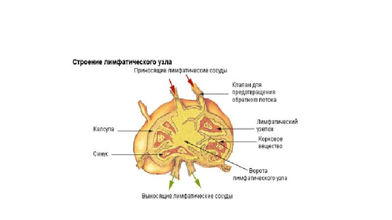 Схема строения лимфатического узла