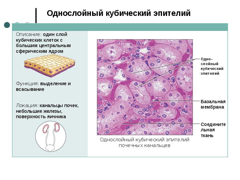 Единичные увеличенные ядра плоского. Однослойный кубический эпителий гистология. Однослойный кубический эпителий строение. Кубический эпителий почечных канальцев. Функции цилиндрического эпителия ткани.