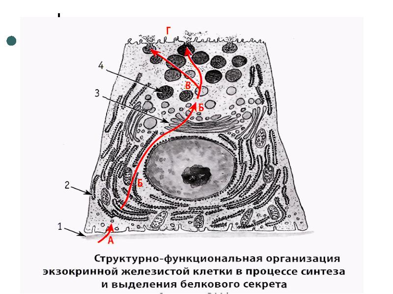 Наука о строении. Структурные элементы тканей гистология. Гистология от греческого.