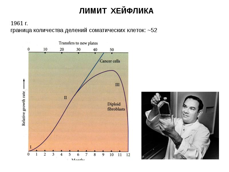 Количество делений клеток. Теория Хейфлика. Хейфлик теория старения. Лимит деления Хейфлика. Предел деления клеток Хейфлика.