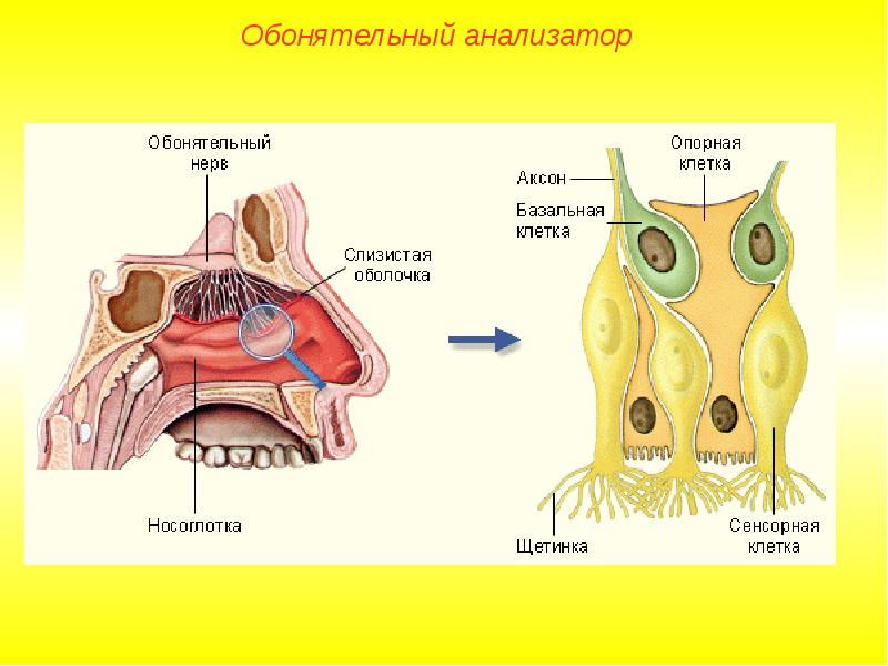 Обонятельная клетка рисунок