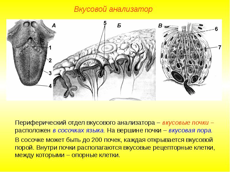 Схема вкусового анализатора по павлову