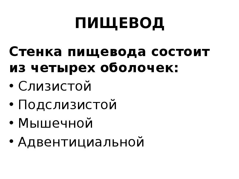 Стенка пищевода состоит