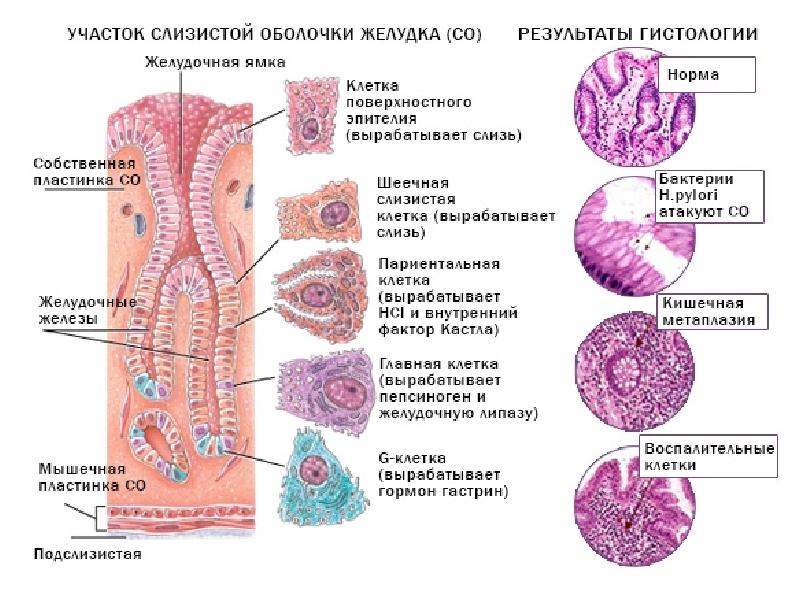 Какие железы расположены в желудке. Строение желез желудка гистология. Строение железы желудка гистология. Слизистая оболочка желудка гистология. Гистологическое строение слизистой оболочки желудка.